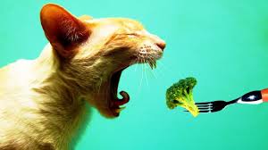 gato obeso comiendo brocoli