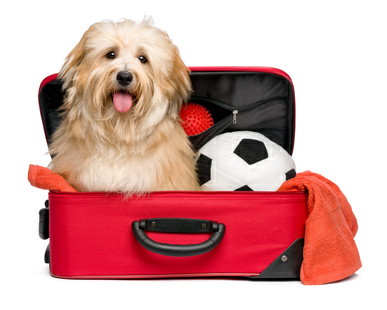 Happy reddish Bichon Havanese dog in a red traveling suitcase