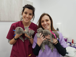 Consulta cachorros gato en clínica felina