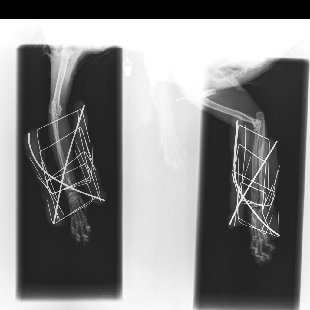 Radiografía de resolución con fijadores externos en gato con rotura distal de radio