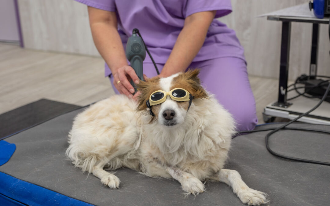 Especialistas en rehabilitación veterinaria: La movilidad de tu perro nos importa