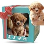 Cómo Ayudar a tu Perro con Miedo a los Ruidos de la Calle: Análisis y Comparativa de los Mejores Productos para Calmar su Ansiedad