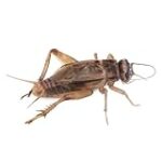 Las Mejores Opciones de Alimento Vivo para Reptiles: Análisis y Comparativa de los Productos Más Efectivos