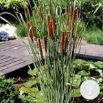 Las Mejores Plantas Acuáticas para Estanques: Guía de Compra y Comparativa para Dueños de Mascotas