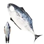 Los Mejores Disfraces de Pez para Mascotas: Análisis y Comparativa de Estilos y Comodidad