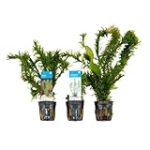 Planta Cola de Zorro en Acuario: Análisis y Comparativa de las Mejores Opciones para Tu Mascota Acuática