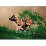 Guía Completa para Comprar un Pastor Belga Tervuren: Análisis y Comparativa de los Mejores Productos Esenciales para tu Nuevo Compañero