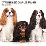 Guía Completa para Comprar un Cavalier King Charles Spaniel: Comparativa de los Mejores Productos para Su Cuidado y Bienestar