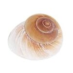 Caracol Acuario: Análisis y Comparativa de los Mejores Productos para Cuidar a tu Mascota Acuática