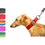 Los Mejores Collares para Galgos Italianos: Análisis y Comparativa de Opciones para tu Mascota